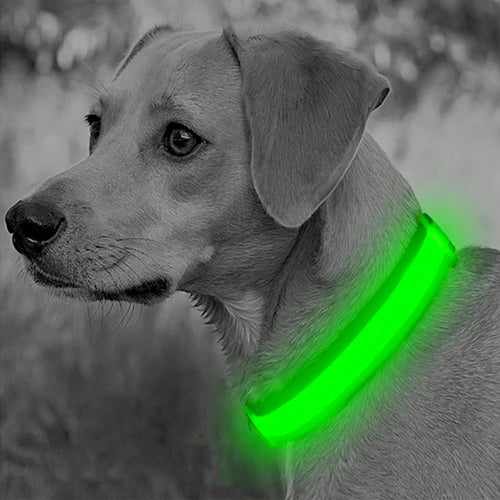 Collier lumineux LED pour chien – réglable, rechargeable par USB, 3 modes d'éclairage